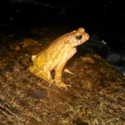 Frog in Bach Ma NP